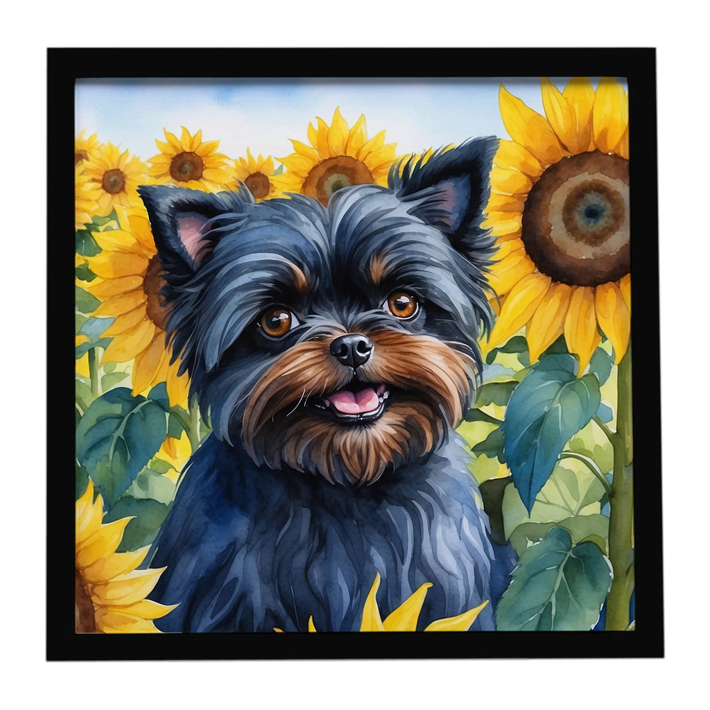 Affenpinscher in Sunflowers Framed Metal Print - Size: 8X8 | Pack Of: 1 | Collection name: In sunflowers