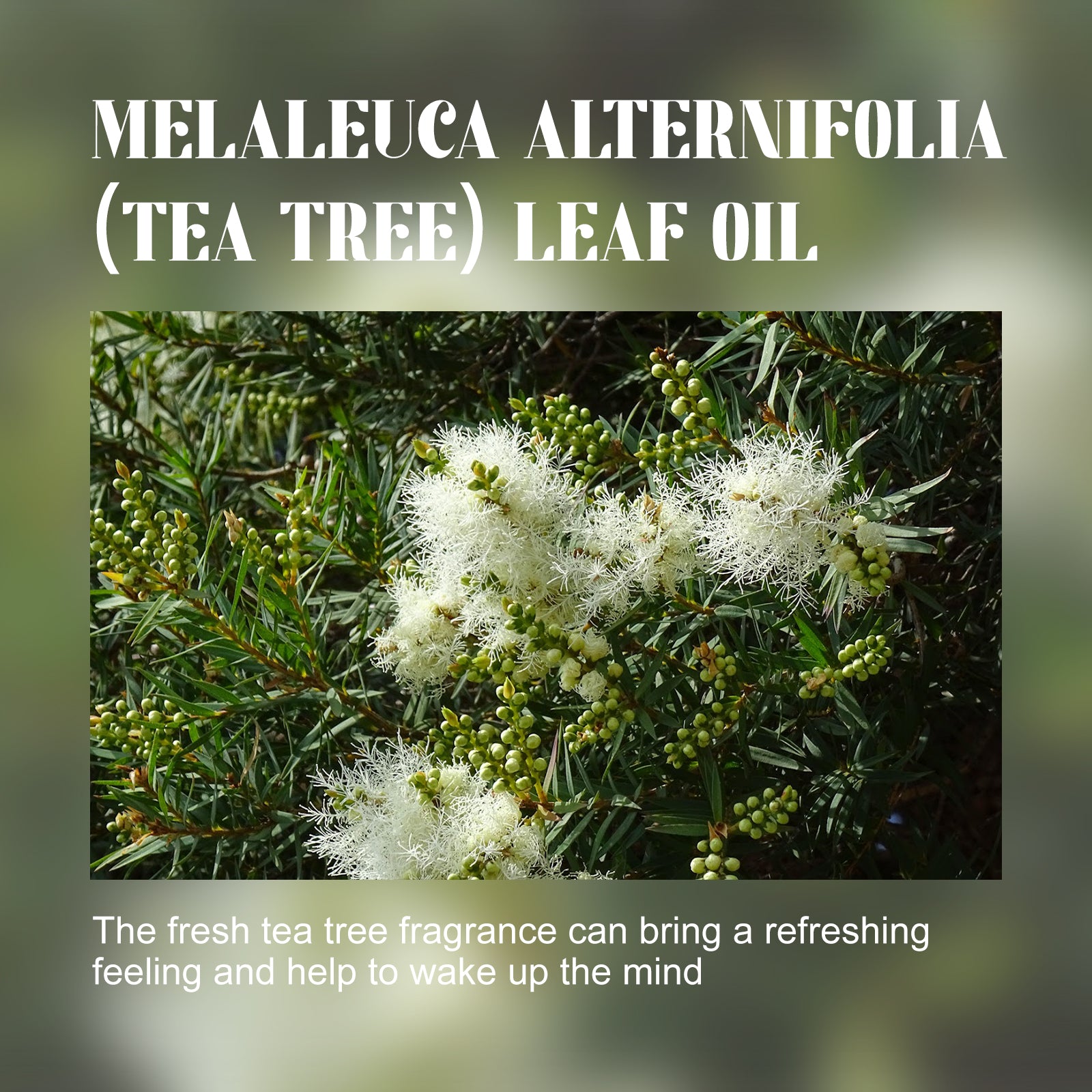 OCEAURA Tea Tree Essential Oil, Body Moisturizing Soft And Smooth Skin Refreshing And Relaxing Muscle Massage Treatment